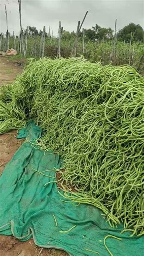 barbati ki kheti #funny #duet #comedy #grow #farming #fouryoupage #viralvideo #watch #kishan