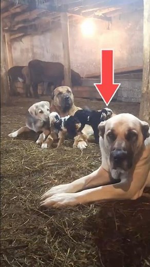 These Dogs Control an Entire Flock 🐶🐑