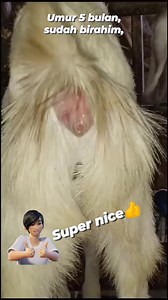 2.7K views · 14 reactions | Ternak super nice, Bagian 5 | Ternak kambing | Facebook