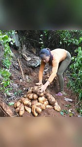 110K views · 2.3K reactions | Harvest wild tuber go to market sell #harvest #harvesting #farmlife | The Off Experience | Facebook
