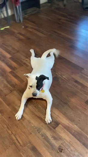 6.8K views · 459 reactions | Layla stretches before her walk. She doesn’t want to pull a hammy. I’m glad this girl got out of the shelter | Wagg The Dog Trainer | Facebook