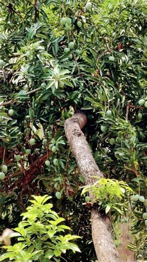 Day 88 : The Cycle of the Mango: From Crisp Raw to Golden Ripe | #ZenPaglu