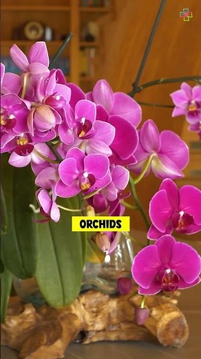 Plants to Grow with Christmas Cactus for a Perfect Festive Display #christmascactus #shorts #decor