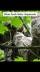 Mom feeds baby chipmunk! If you look super close you can see all 3 babies! #barredowl #savebarredowls #owlphotography #owlfamily #theeowlqueen | Thee Owl Queen