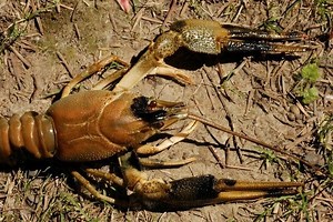 Crayfish plague - Alchetron, The Free Social Encyclopedia