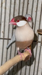 7.2K views · 79 reactions | fawn&inojava #birdreels #javasparrow #lifewithbirds #greatsinger #birdwatching #birdlife #birdsounds #birds #finch #finchbirds #songbirds #sparrows @topfans | Finches PH | Facebook