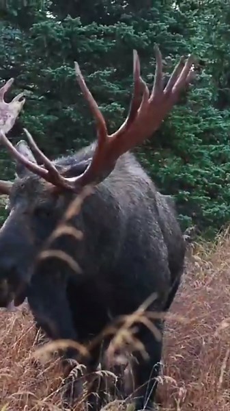 Majestic Moose in Tall Grass Nature's Peaceful Moment #moose