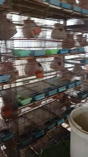 Java breeding tips #rainbowbudgiesworld #BreederPairs #reelviral #birdsbreedingtips #BreedingTips #java | Muhammad ADil