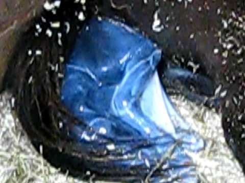 Accouchement cheval miniature en direct foal live, Ranch BBSM