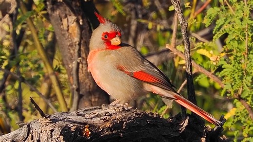 Desert cardinal (Cardinalis sinuatus) North America, Mexico. | BIRDS & Nature