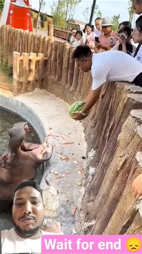 “Cutest Moment: Hippo’s Obsession With Watermelon 🥹❤️🍉 #viral #animals