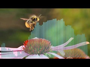 The flight of the Bumblebee FART REMIX