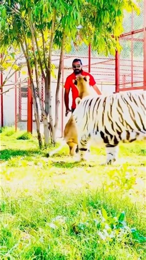 #ريمكس #lion #bigcats #tiger #jimcorbettwildlifeandnatureview #largecats #bigcat