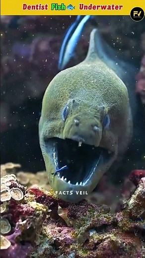 Cleaner Wrasse | Ocean’s Tiny Dentist