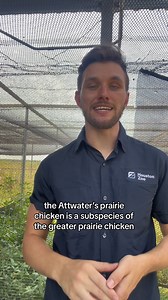1.1K views · 35 reactions | The Attwater's Prairie Chicken (APC) is a...