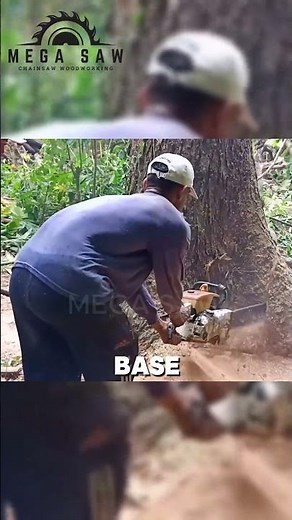 Cutting Down a Mature Trembesi