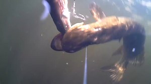 319K views · 814 reactions | The savage gear 4D Line thru pike getting smashed. #Savagegearamericas #4DPike | Savage Gear Americas | Facebook