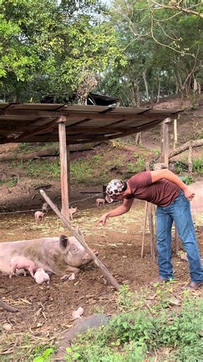 Una cerda se comió mi almuerzo 🤯🤣 Sígueme para más #fyp #viral #humor #honduras #comedia