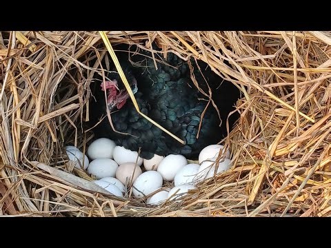 Amazing Natural Chicken Egg Hatching Process