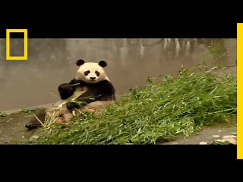 Quake Pandas Hanging On | National Geographic