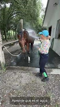 Lavar la cara a un caballo