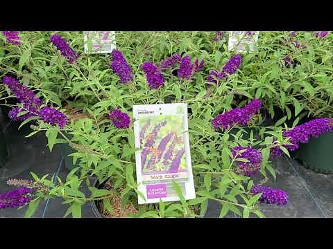 Buddleia 'Black Knight' - Dark Purple Flowers - Most Successful Butterfly Bush Introduction - EVER!