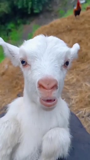 Hilarious Goat Screaming Compilation