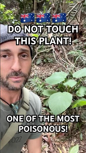 GYPIE GYMPIE (Dendrocnide moroides) aka the stinging tree