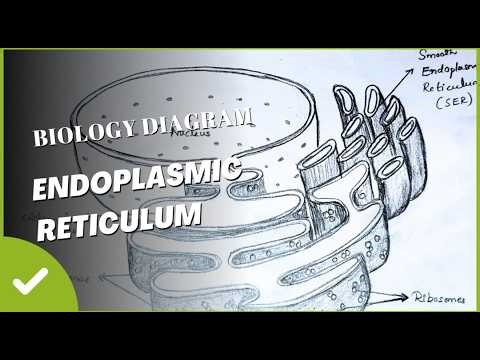 How to draw endoplasmic reticulum step by step easy way #bio #biologyclass12