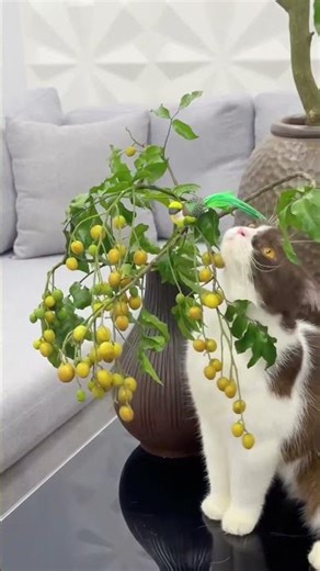 Cắm cành quả hồng bì, mộc mạc mà lên bình xinh lạ