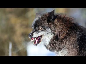 Wolf: Discovering Surprising Facts About Wolf Species, Size and Habitat