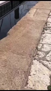 301K views · 1.5K reactions | Insolite : un requin bleu filmé dans le port de Sète ! | Journal L'Agathois | Facebook