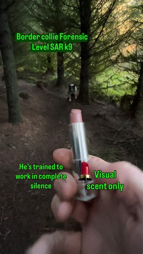BMBC k9 (Saul) on Instagram: "Saul completing some visual only scent source stimulation.. This is to cause Saul to unlock the various scent signatures that he has already locked into his olfactory receptor memory bank… ie, he can access the stored scent that he needs to track from just seeing the target scent… This triggers his scent memory to activate the required scent he needs to find from his memory… Cosmetics such as this lipstick are often carried by Women as as such Saul can track a perso