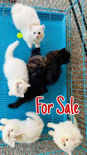 Persian kittens 💕 ! Cats for sale ! White cat ! Cats for life ! Persian cat ! Cat videos ! Cats