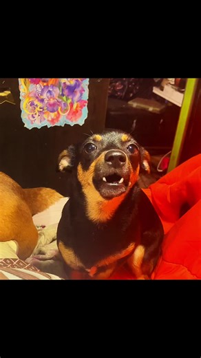 BrittBitch (@brittbitch2188)’s videos with original sound - BrittBitch