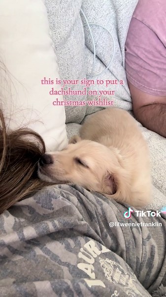 send this to santa’s workshop #dachshund #minidachshund #wishlist #puppylife #christmasgiftideas