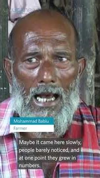 Snake numbers explode in flooded Bangladesh