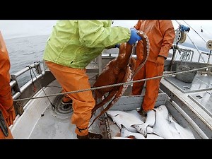 Big Halibut Haul - Longlining in the Gulf of Alaska - Commercial Halibut Fishing