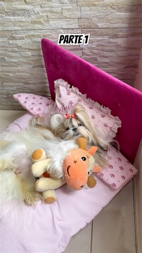 Um dia comigo deitando na minha caminha para esperar o correio vim entregar o vestido #pet #pets