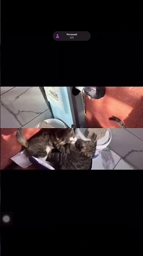 Cats singing Song #cat #viral #memes #funny