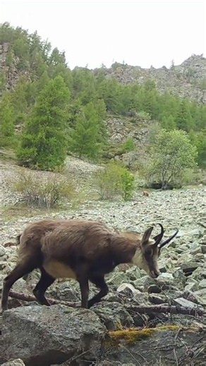 Les chamois passent / Mountain antelopes pass by