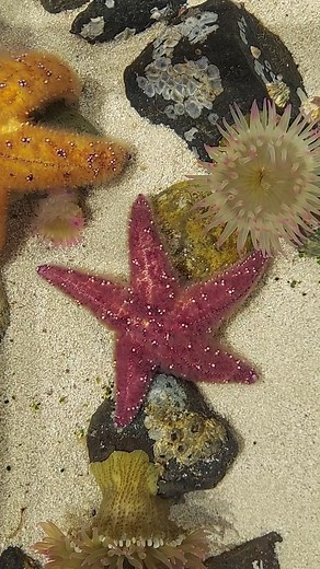 5.7K views · 37 reactions |  Check out our new Accessible Tide Pool! Discover anemones, hermit crabs, and barnacles up close & personal from Puget Sound. Included in general admission. ️ : Ivan Arce #PacificScienceCenter #TidePools #CuteAnimals #Starfish #SeaAnemones #ScienceRocks | Pacific Science Center | Facebook