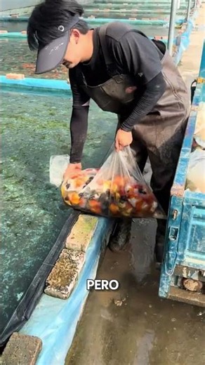Why does Japan put LIVE fish in its sewers? 🐟🇯🇵