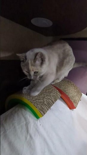 The biscuit factory is working overtime. Merry Catmas #cat