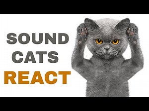 Sound For Cats To React