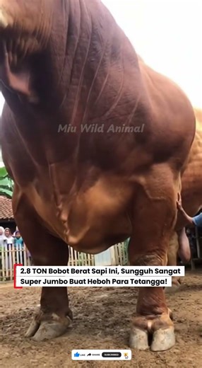 😱2,8 TON BERAT SAPI JUMBO LANGKAH INI! OWNERNYA SENYUM BAHAGIA #sapi #cow #sapijumbo #animals #fyp