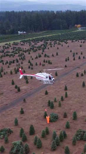 560K views · 1.7K reactions | This is how quickly and efficiently you can move Christmas trees when you really know what you’re doing… The real question is, how much does it cost per tree? What do you think the average per tree is? $1, $10, or $20. #VerticalMag #Helicopter #Aviation | Vertical Magazine | Facebook