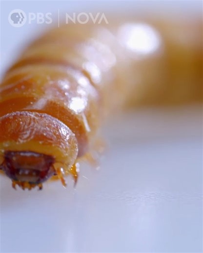 9.8K views · 191 reactions | From 5 to 2 million years ago, early humans' brains expanded by about 20%. It probably took a special diet to support this larger brain, anthropologists believe. | NOVA l PBS | Facebook