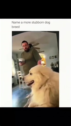 Hilarious Dog Compilation Videos That Will Make You Smile