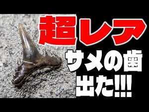 【超レア】サメの歯発見！ Super rare shark tooth